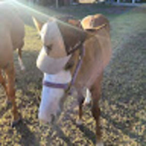 Meet your Posher, Reuben